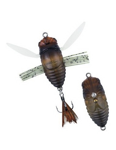 Duo Realis Grade A Koshinmushi Semigara