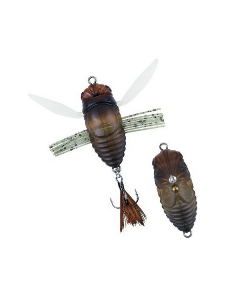 Duo Realis Grade A Koshinmushi Semigara